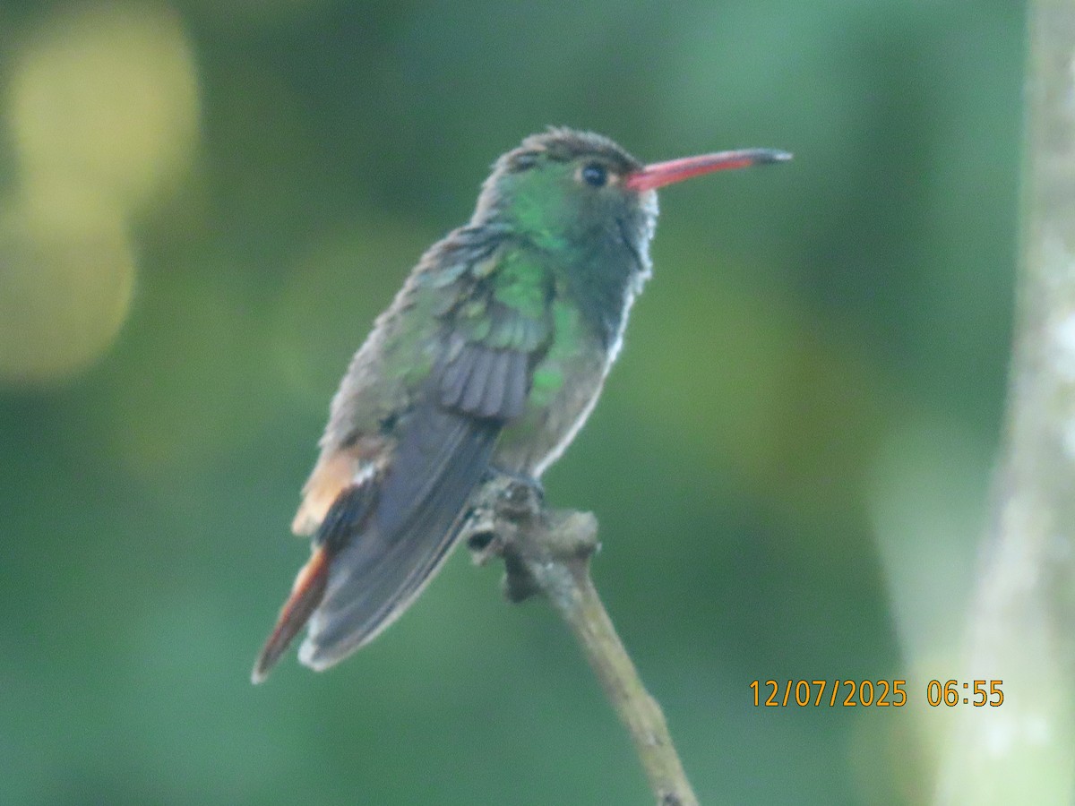 Rufous-tailed Hummingbird - ML646532021