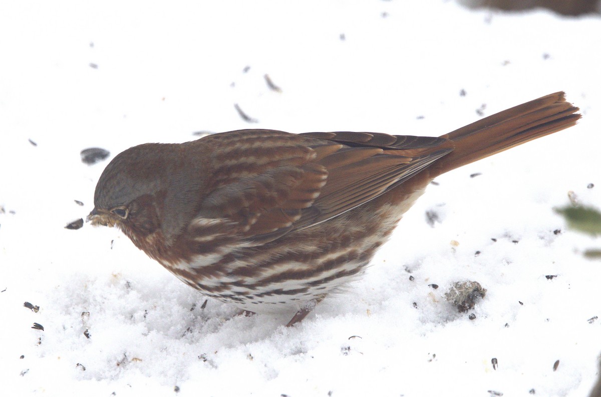 Fox Sparrow - ML646532022