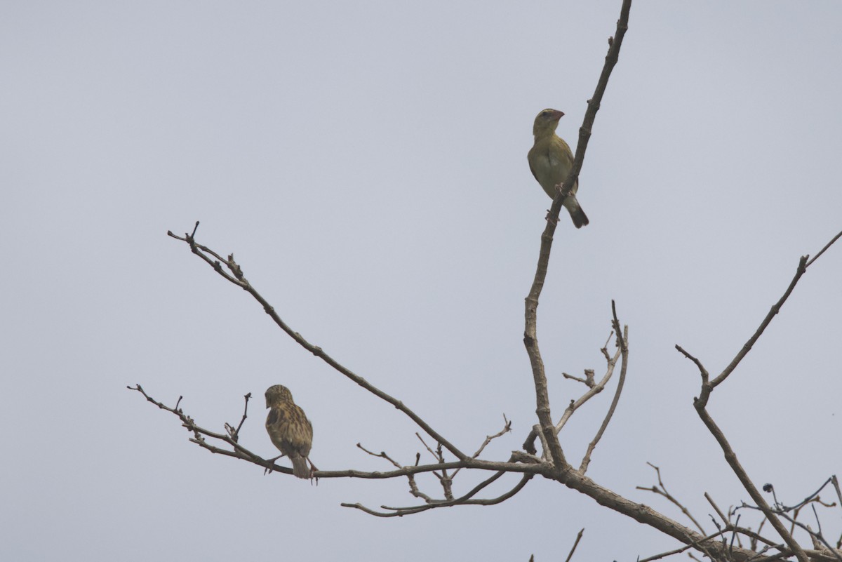 Бархатный ткачик - ML646532023