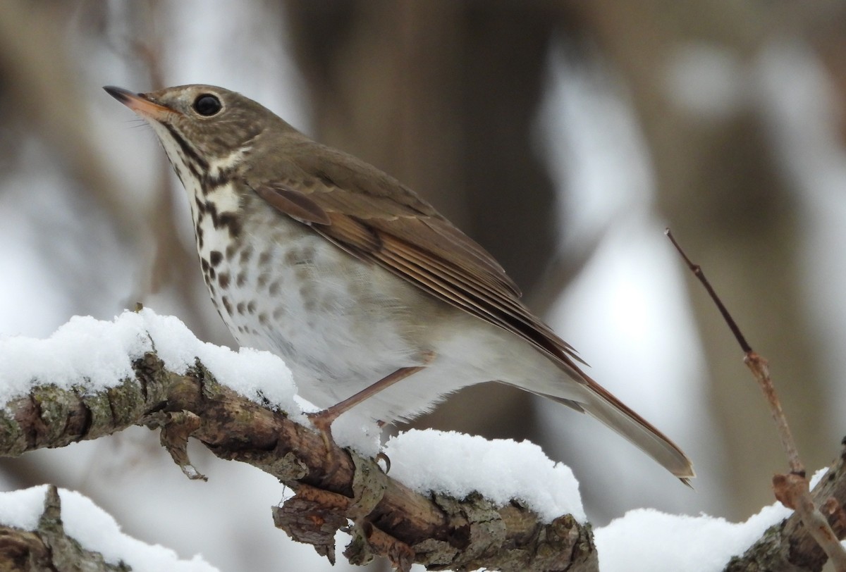 Einsiedler-Musendrossel - ML646532025