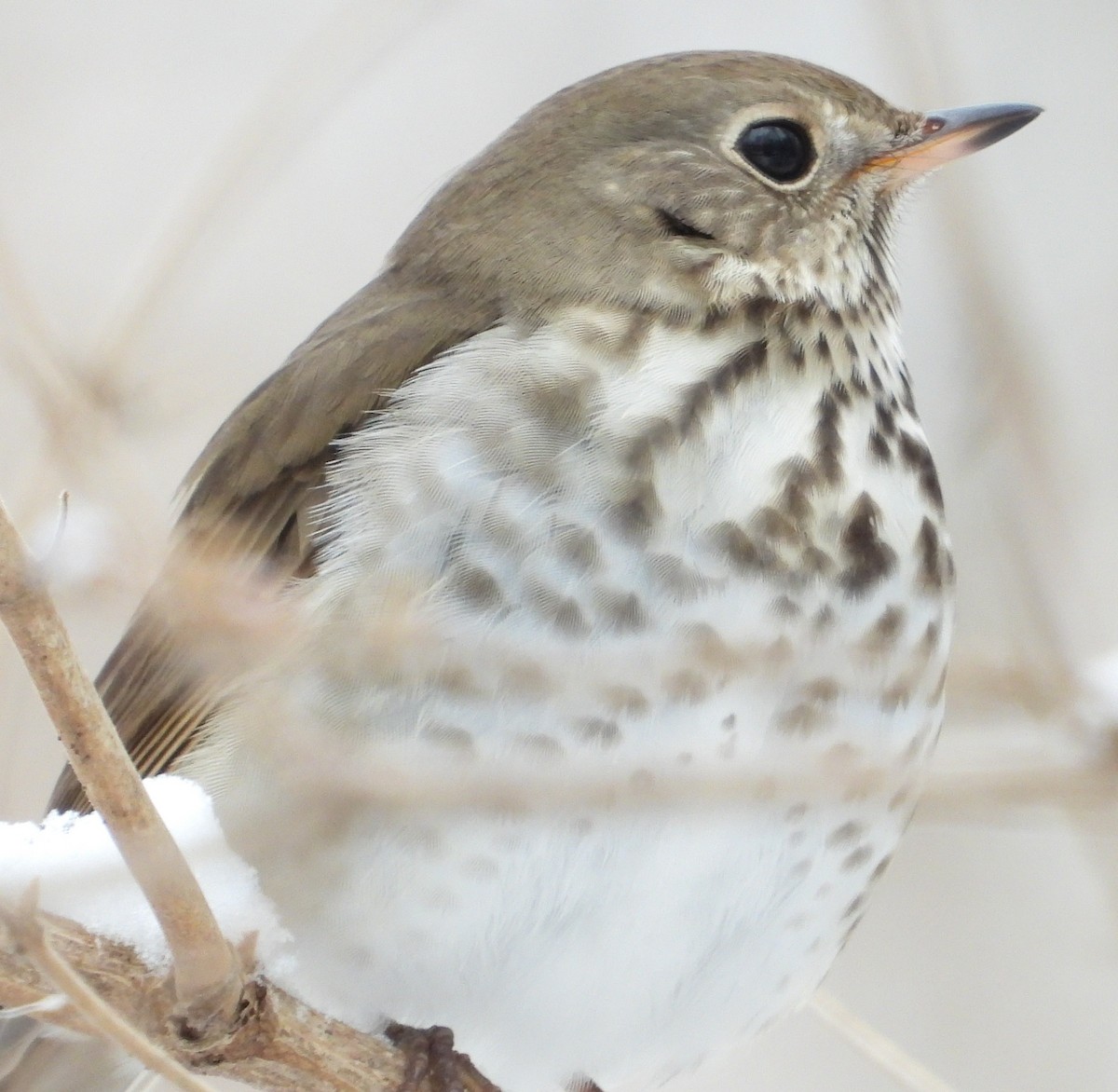 Einsiedler-Musendrossel - ML646532026