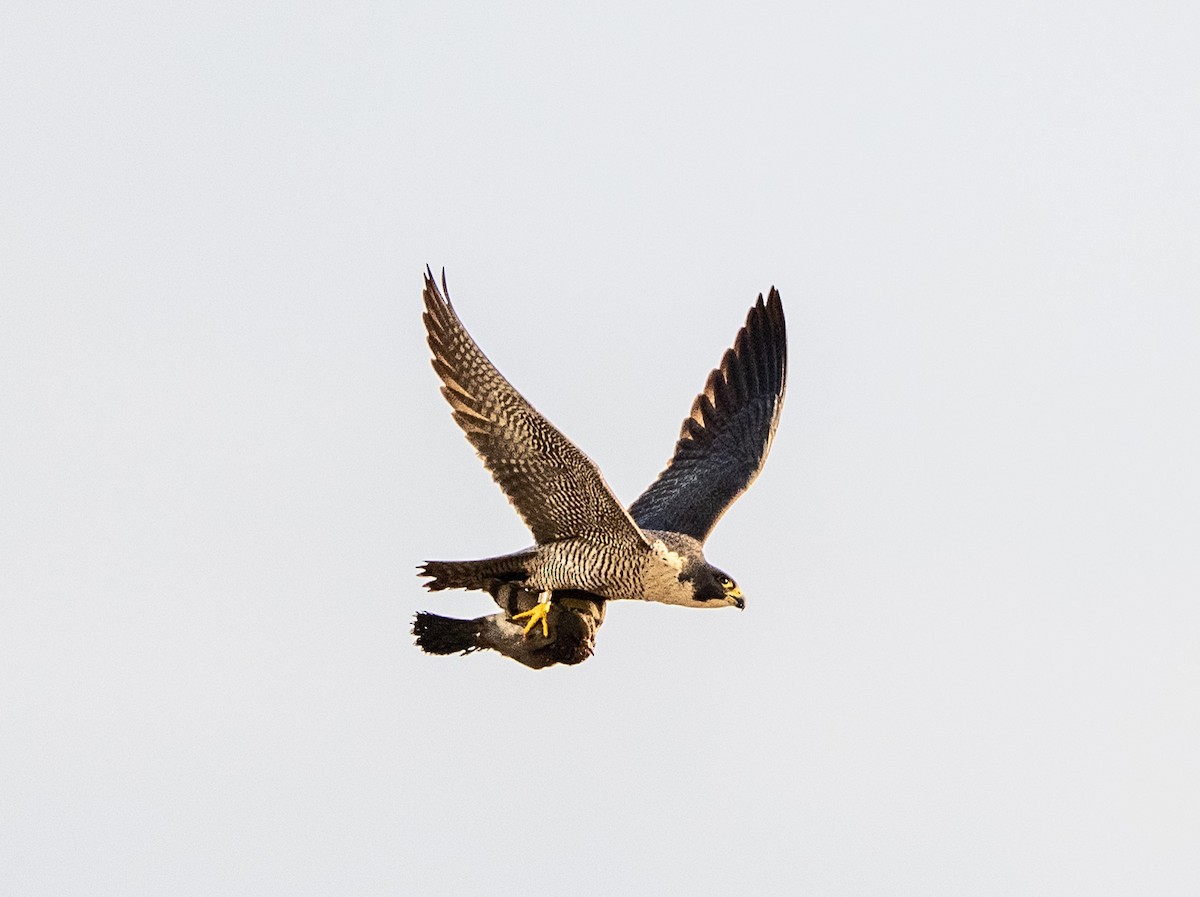 Peregrine Falcon - ML646532028