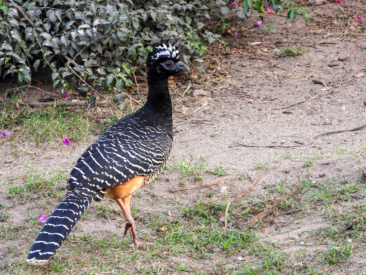 Hocco à face nue - ML646532029