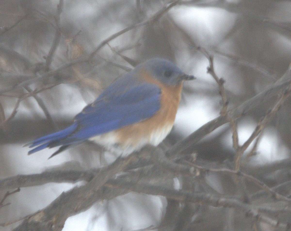 Eastern Bluebird - ML646532030
