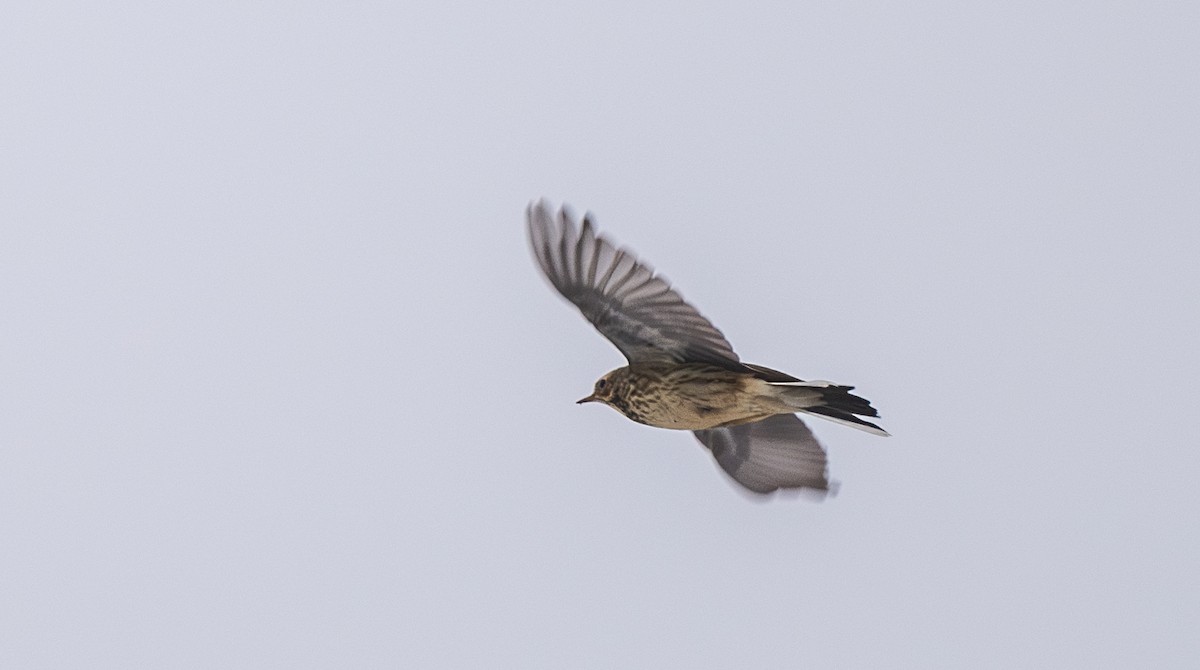 American Pipit - ML646532032