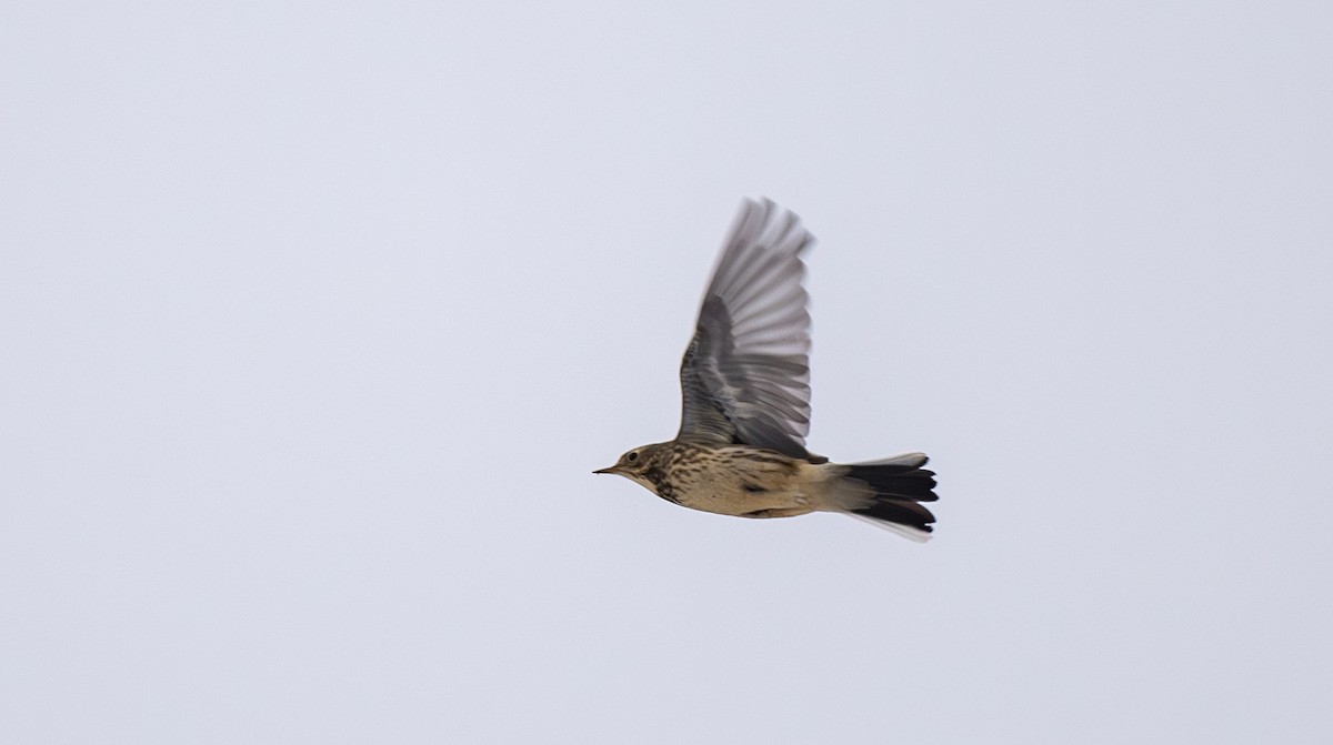 American Pipit - ML646532033