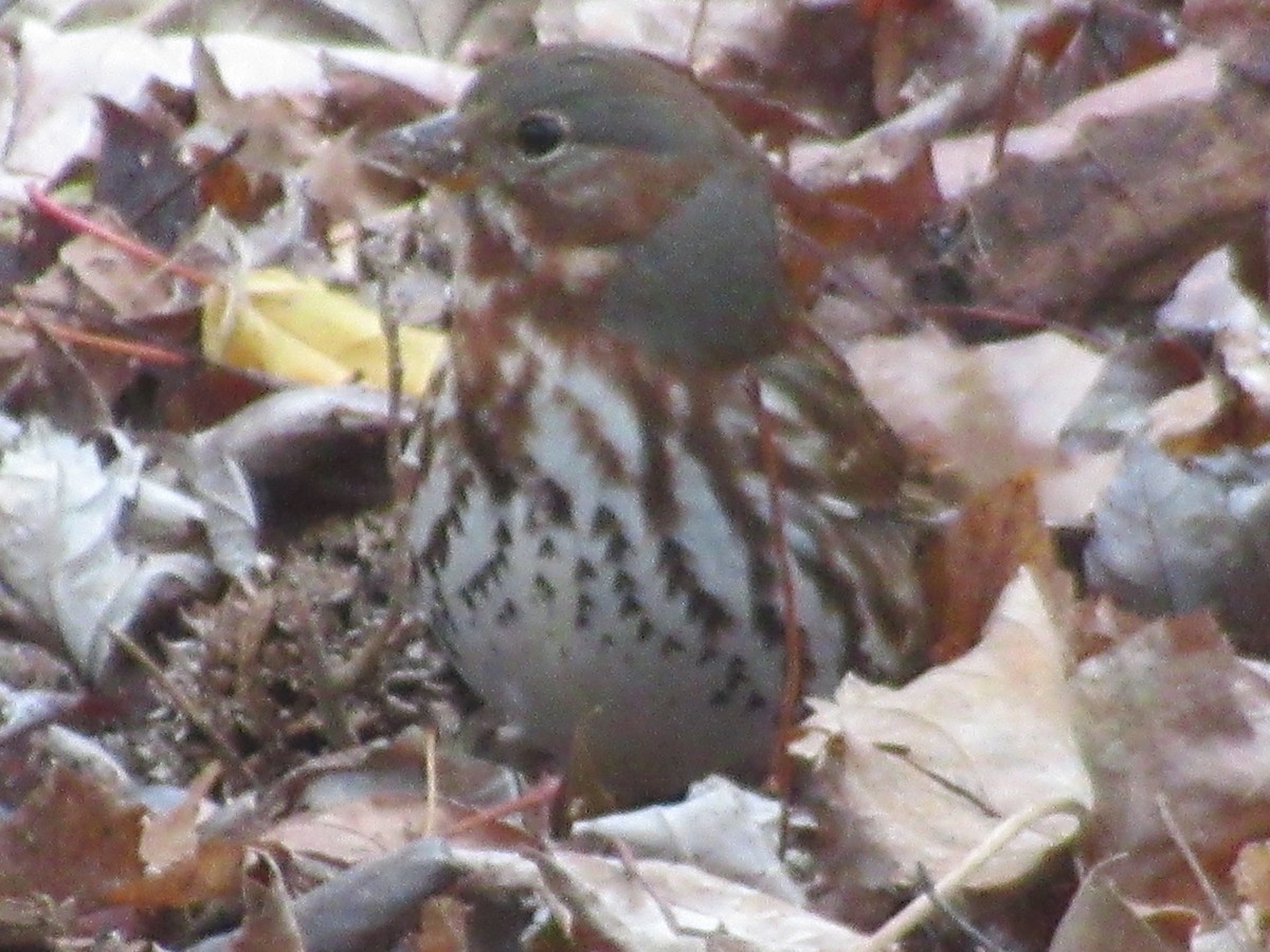 Fuchsammer - ML646532035