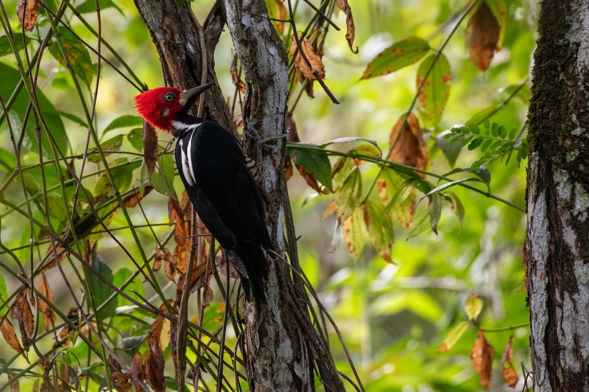 Crimson-crested Woodpecker - ML646532036