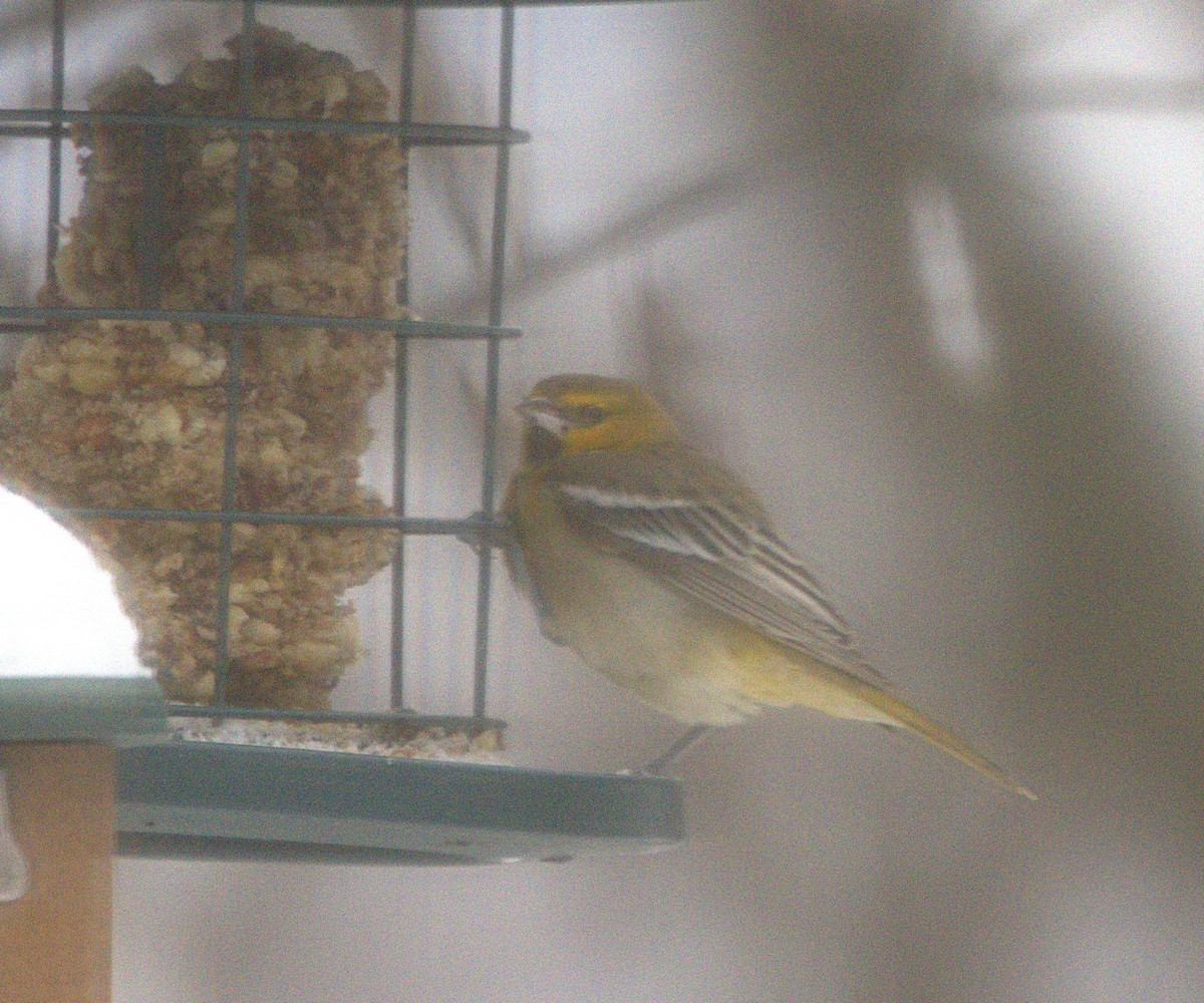 Bullock's Oriole - ML646532037