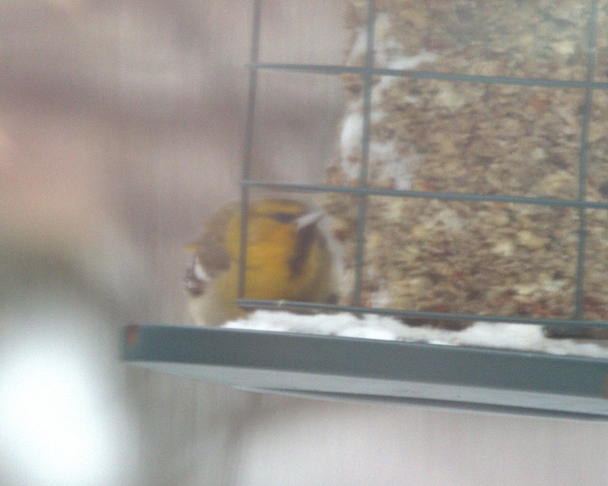 Bullock's Oriole - ML646532038