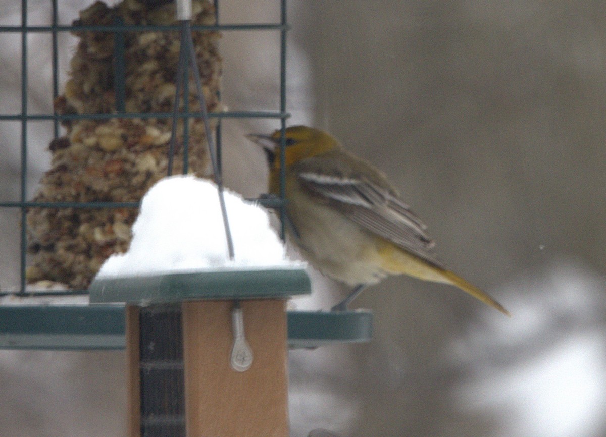 Bullock's Oriole - ML646532039