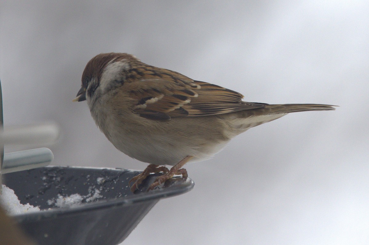 Eurasian Tree Sparrow - ML646532040