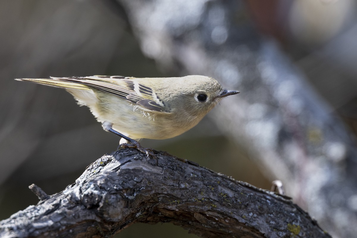 Ruby-crowned Kinglet - ML646532041