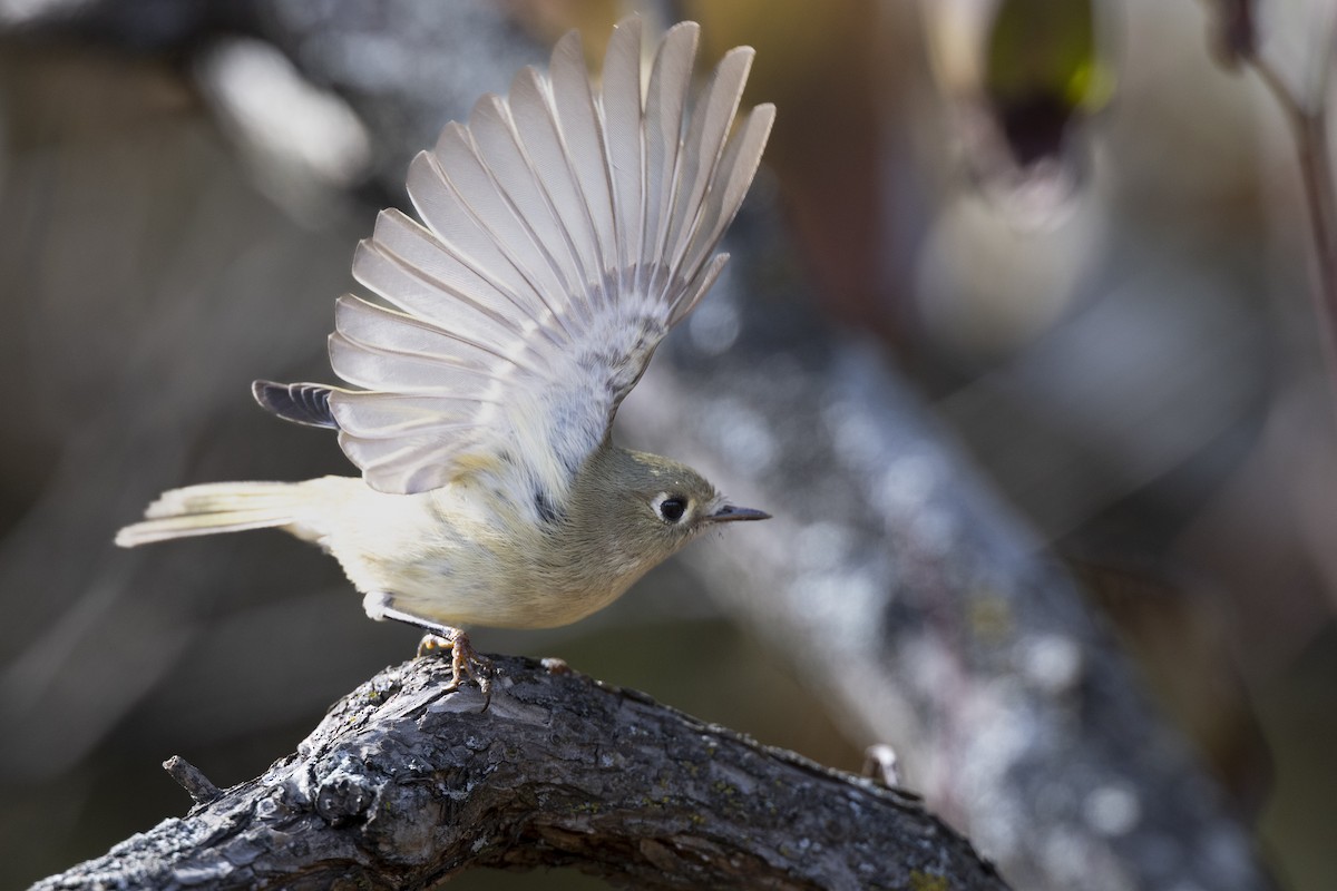 Ruby-crowned Kinglet - ML646532043