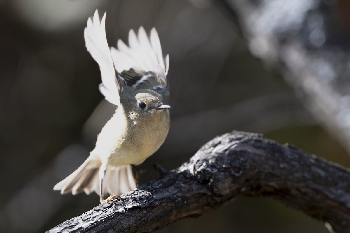 Ruby-crowned Kinglet - ML646532044