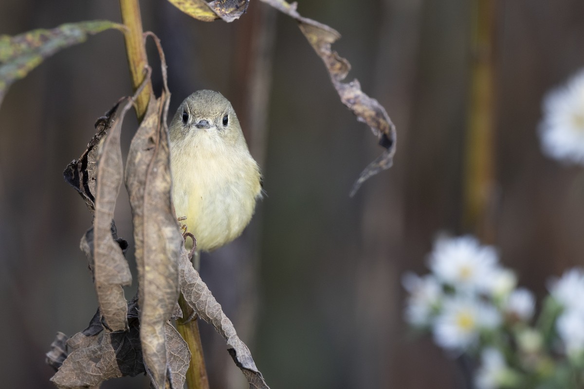 Ruby-crowned Kinglet - ML646532045