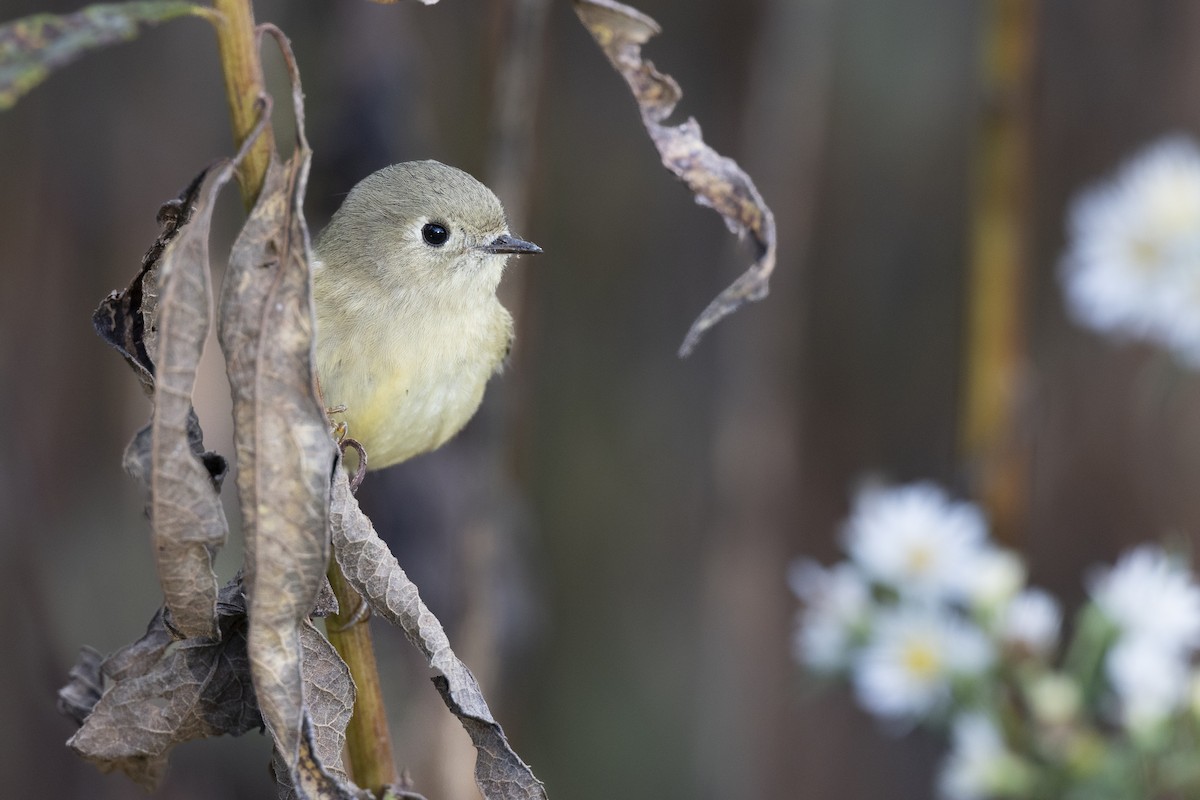 Ruby-crowned Kinglet - ML646532046