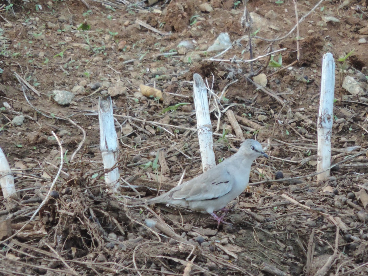 Picui Ground Dove - ML646532048