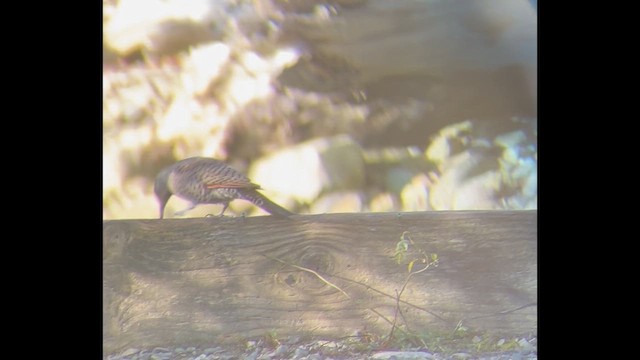 Northern Flicker - ML646532049