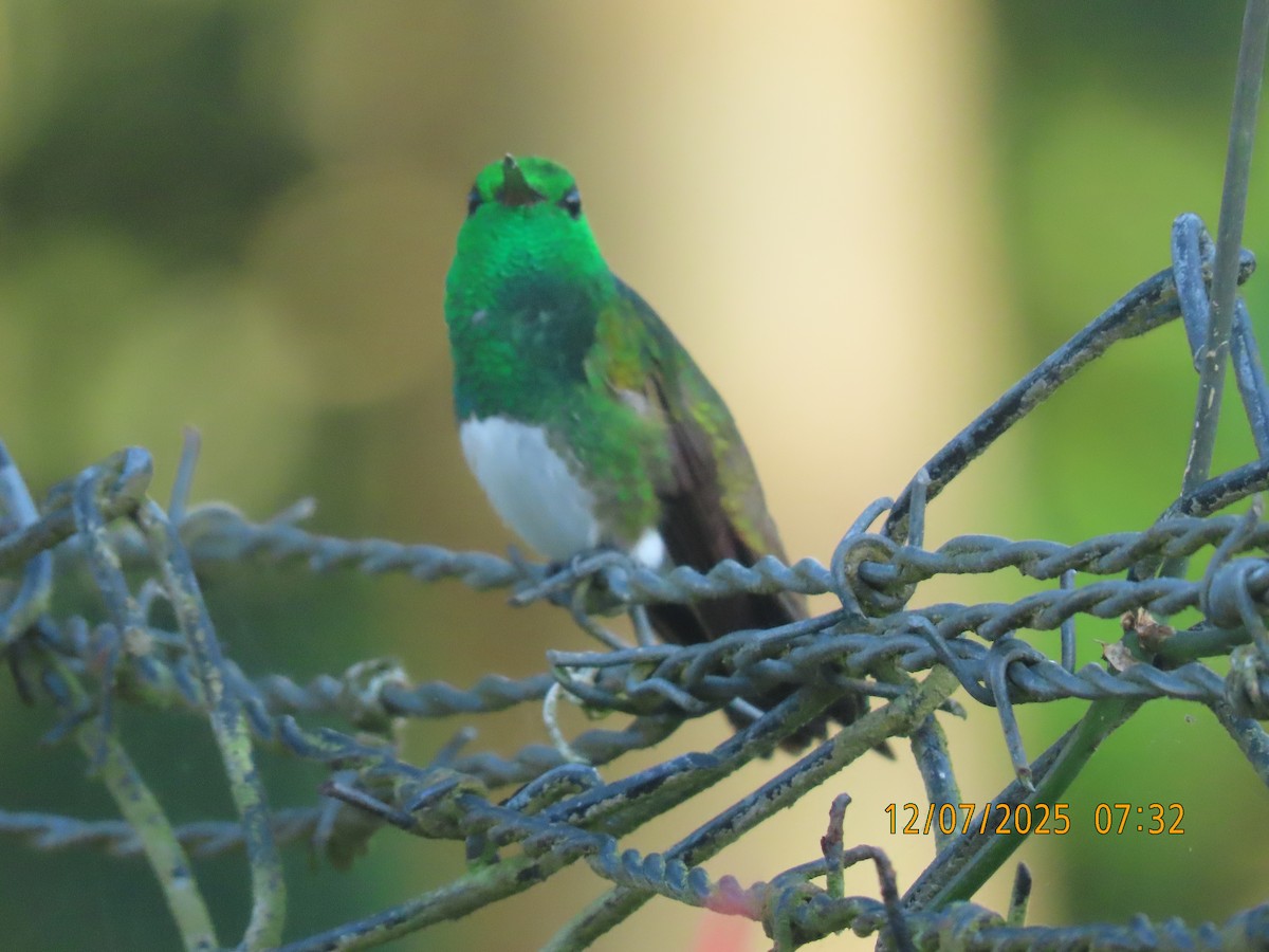 Snowy-bellied Hummingbird - ML646532051