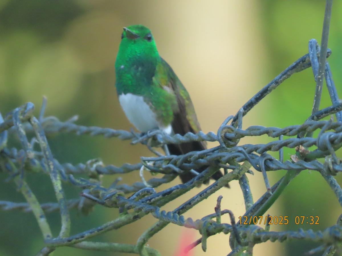 Snowy-bellied Hummingbird - ML646532052
