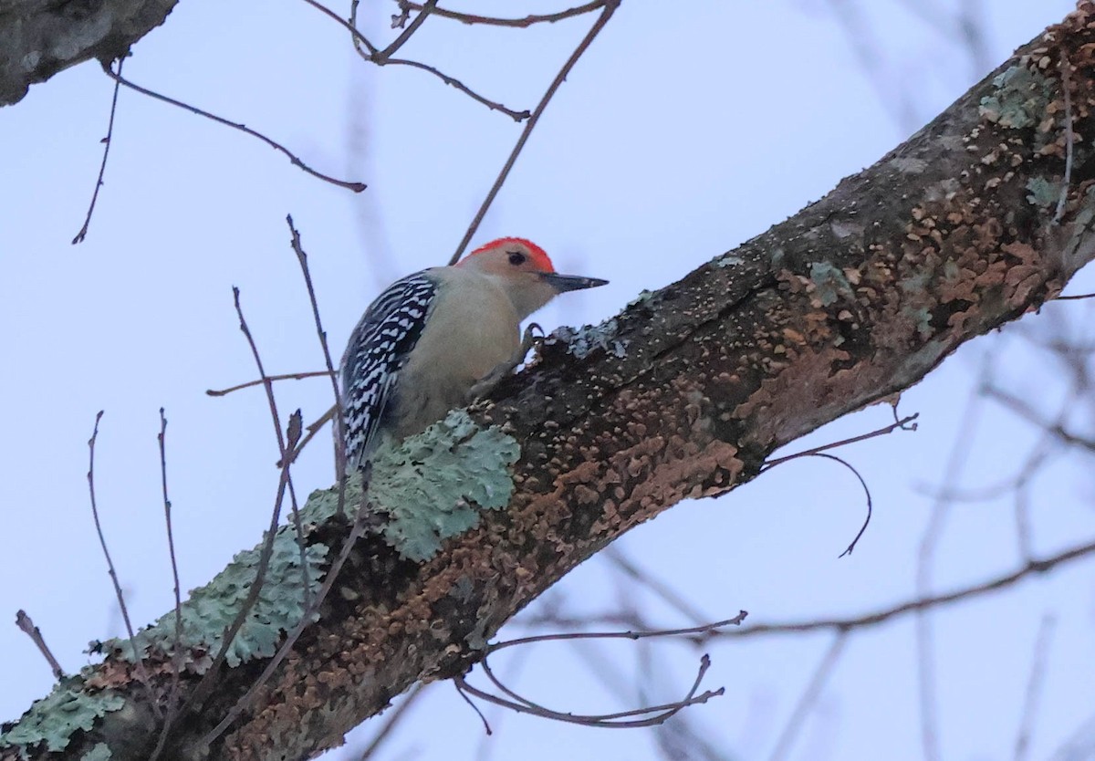 Pic à ventre roux - ML646532053