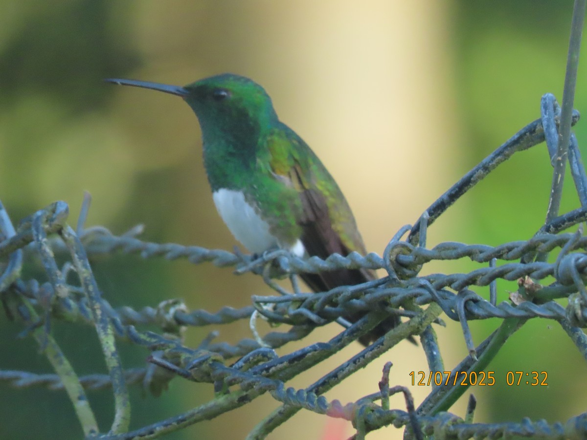 Snowy-bellied Hummingbird - ML646532054