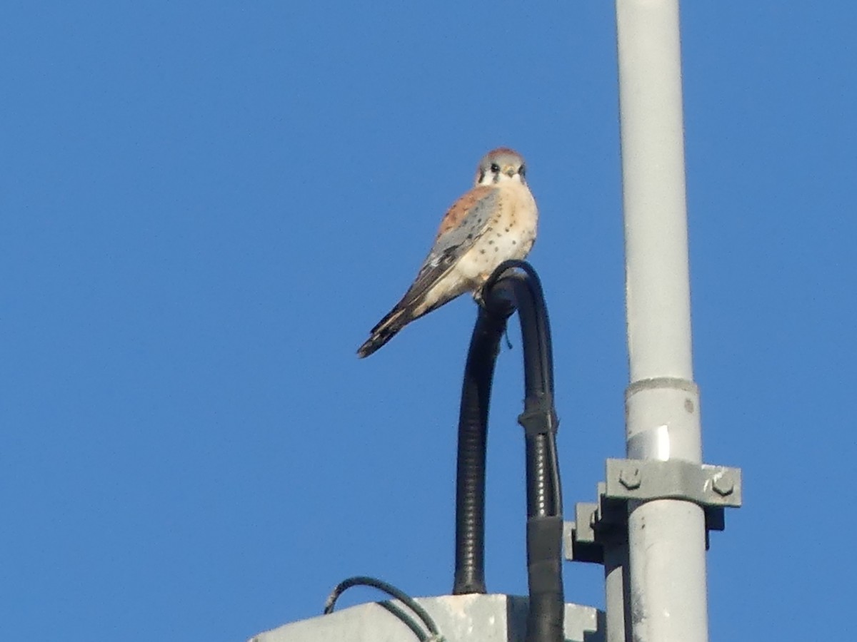 アメリカチョウゲンボウ - ML646532056