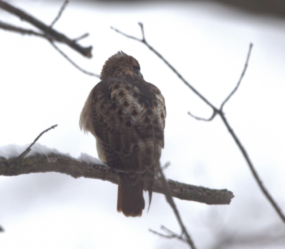 Red-tailed Hawk - ML646532058