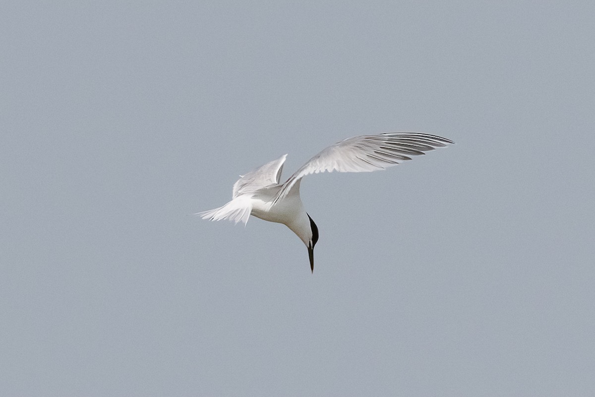 Пестроносая крачка - ML646532060