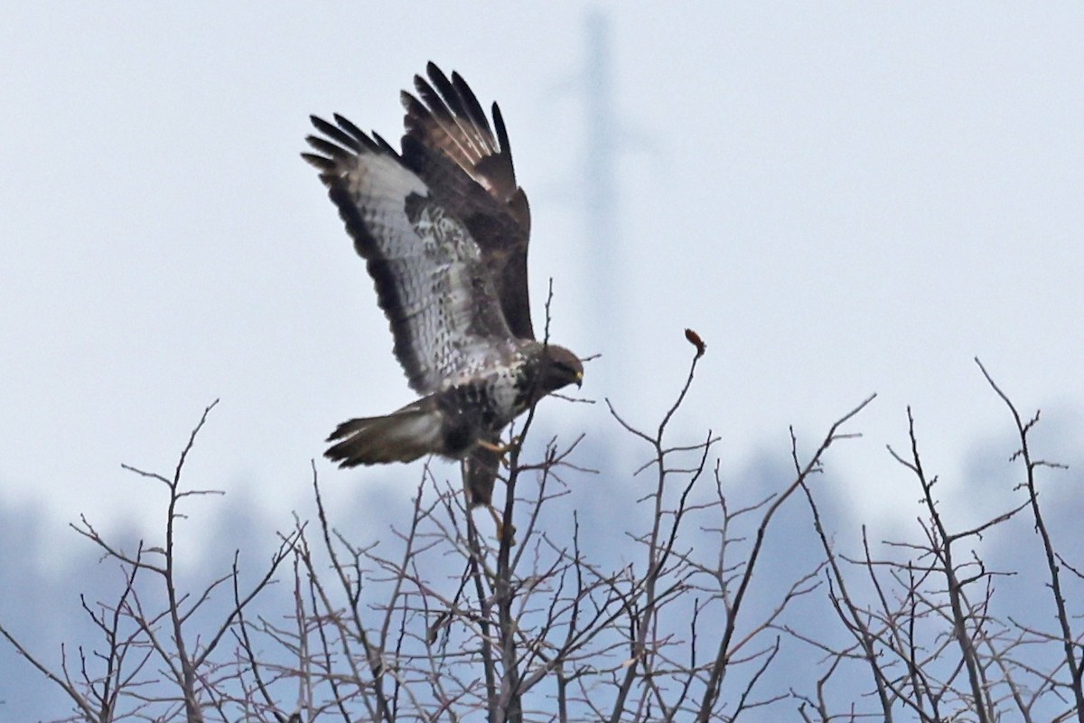 ヨーロッパノスリ - ML646532062