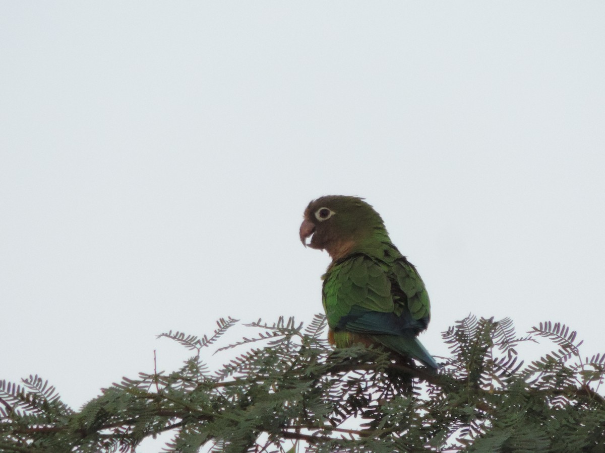 Cactus Parakeet - ML646532063