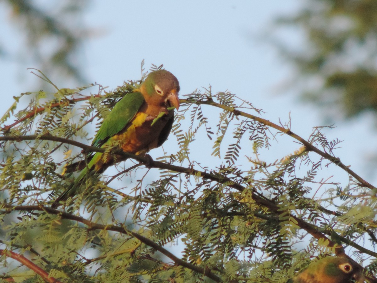 Cactus Parakeet - ML646532064