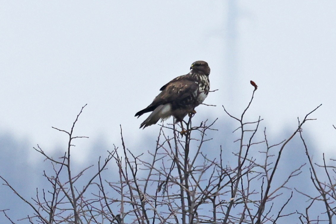 ヨーロッパノスリ - ML646532068