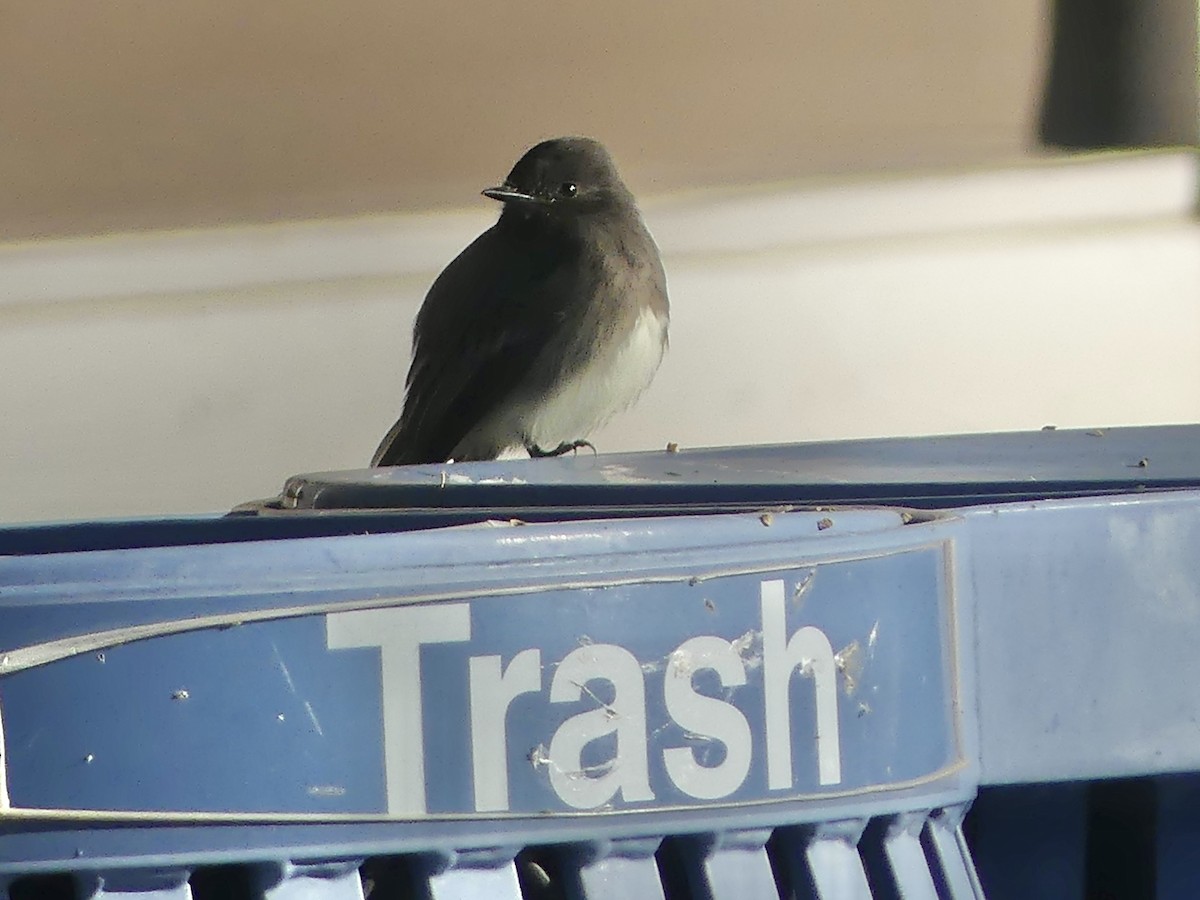 クロツキヒメハエトリ - ML646532072