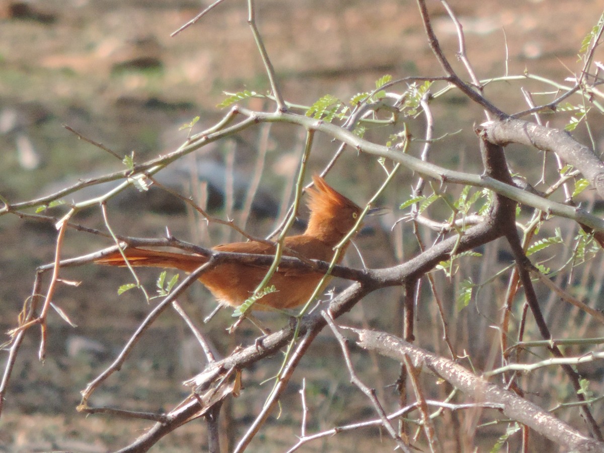 Caatinga Cacholote - ML646532073
