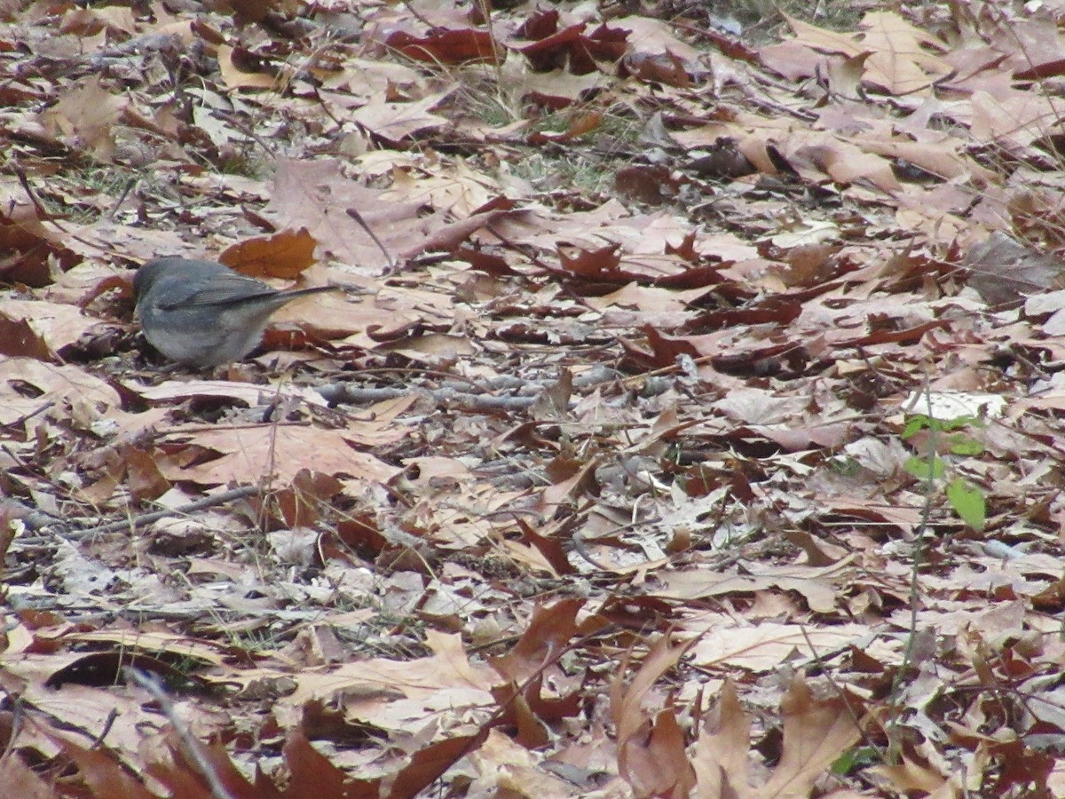 Winterammer - ML646532075