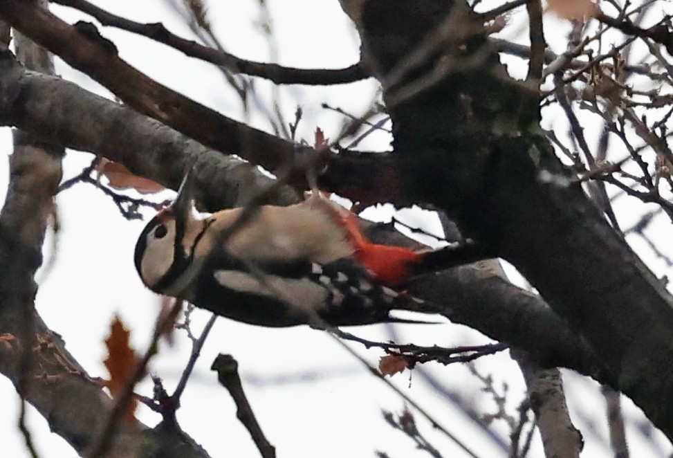 アカゲラ - ML646532076