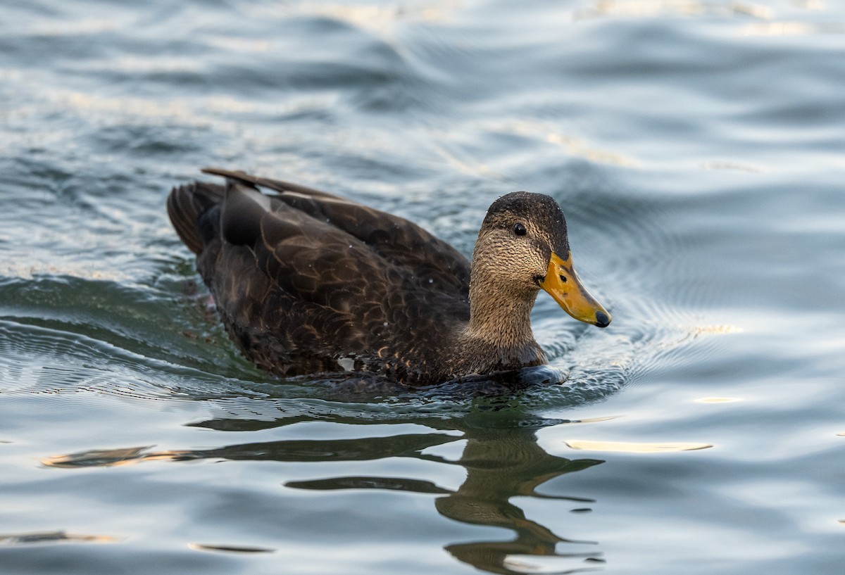 Ahate iluna - ML646532081