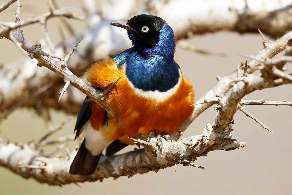 Superb Starling - ML646532084