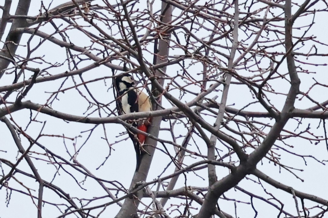 アカゲラ - ML646532085