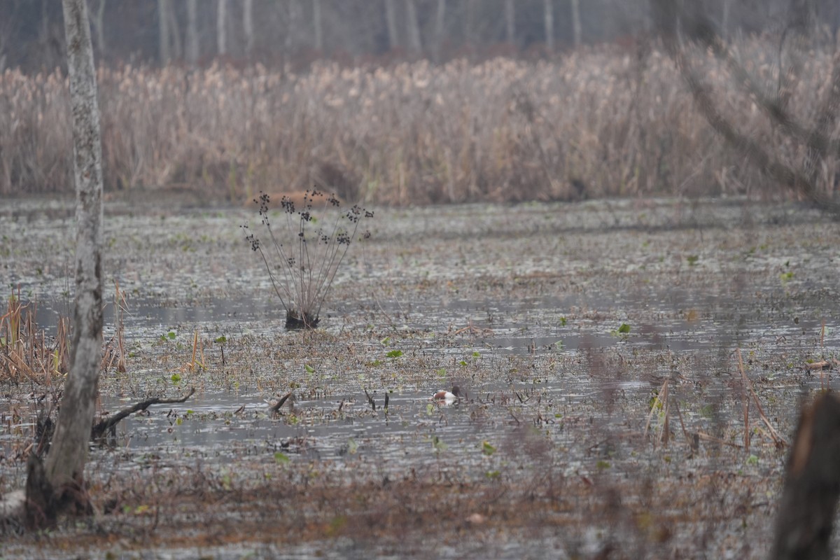 Northern Shoveler - ML646532086