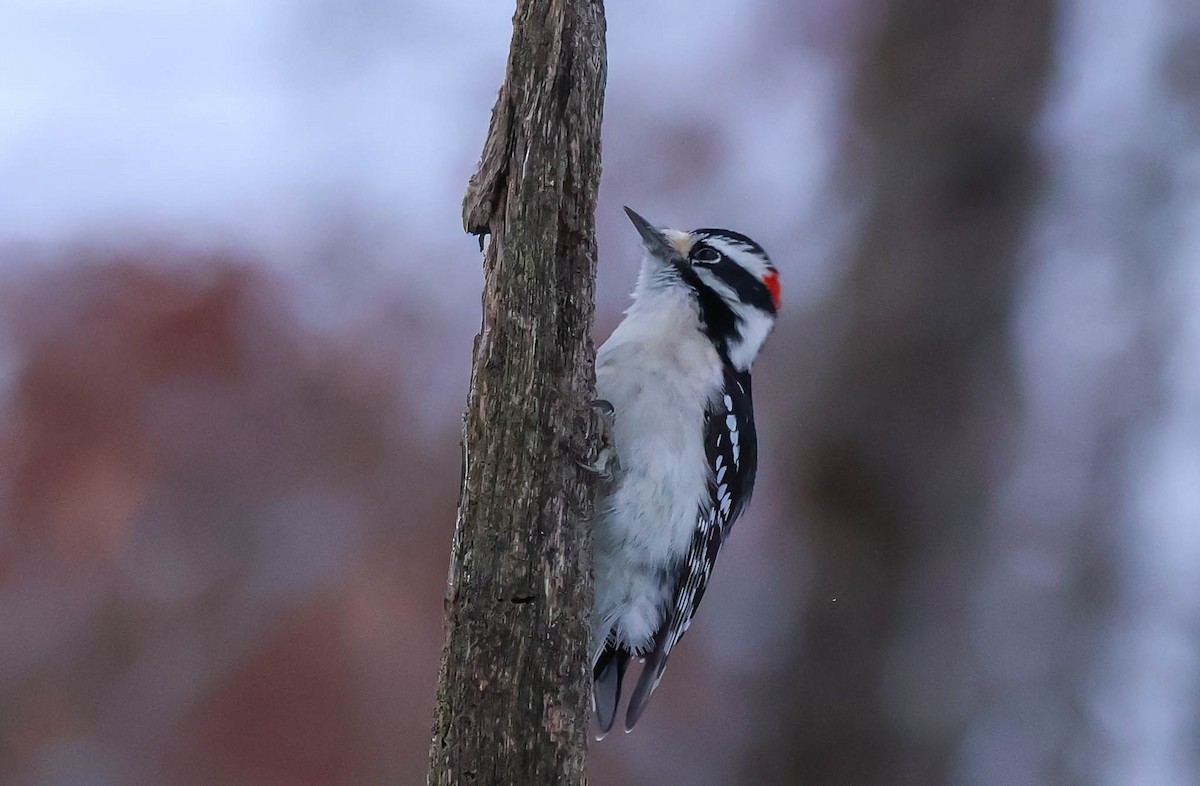 Pic mineur - ML646532089