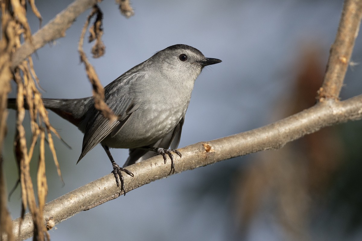 Gray Catbird - ML646532090