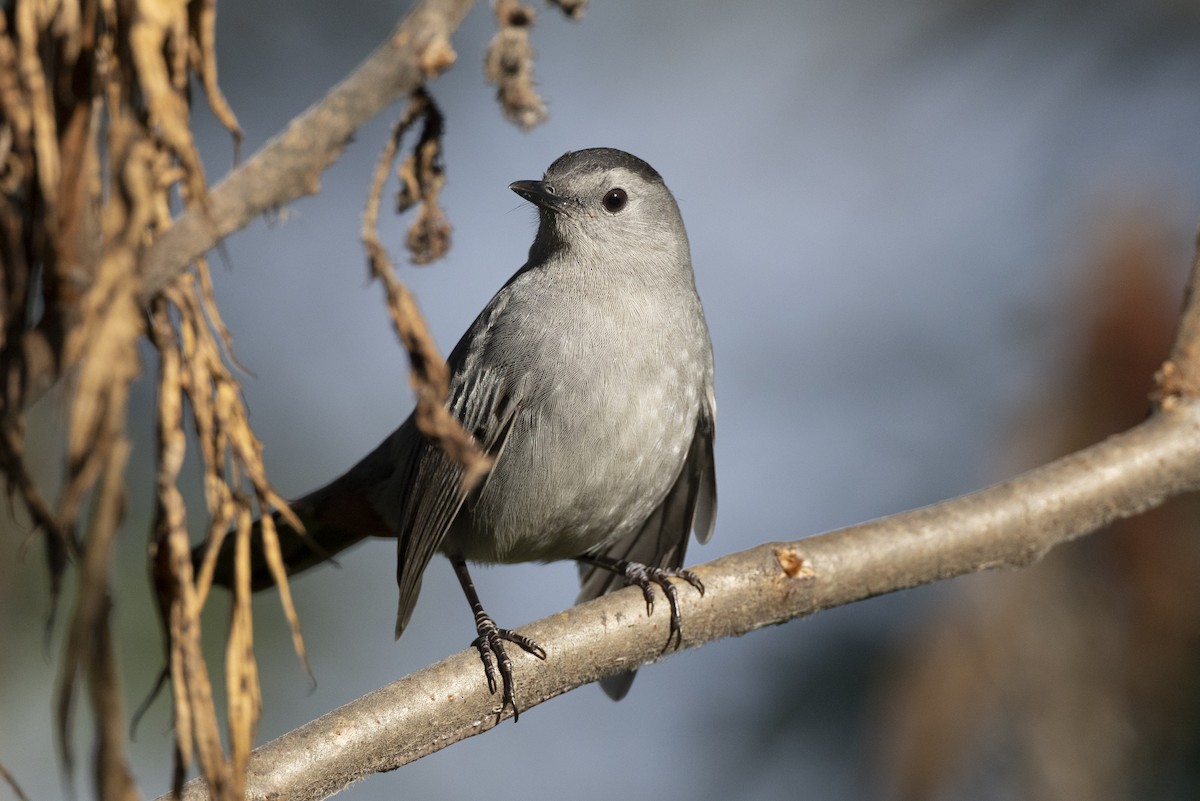 Gray Catbird - ML646532091