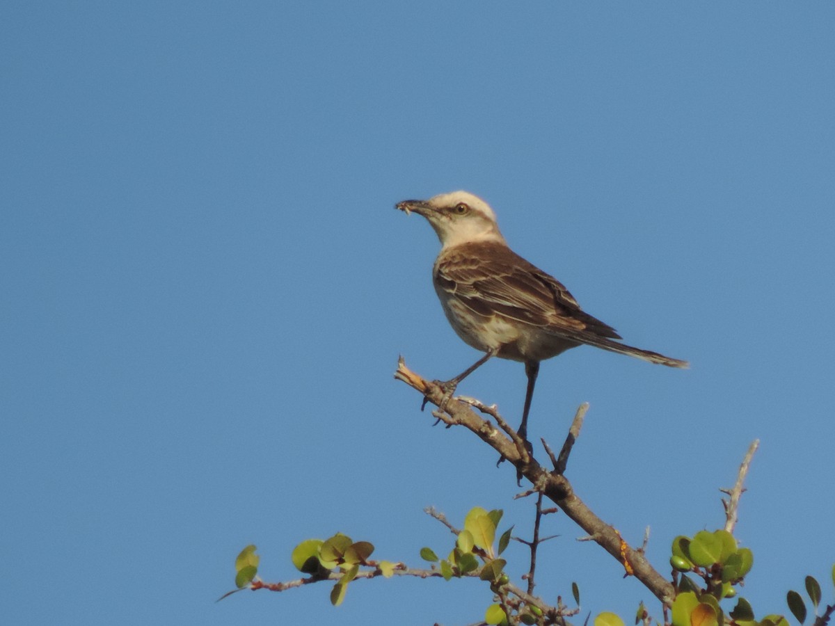 Chalk-browed Mockingbird - ML646532094