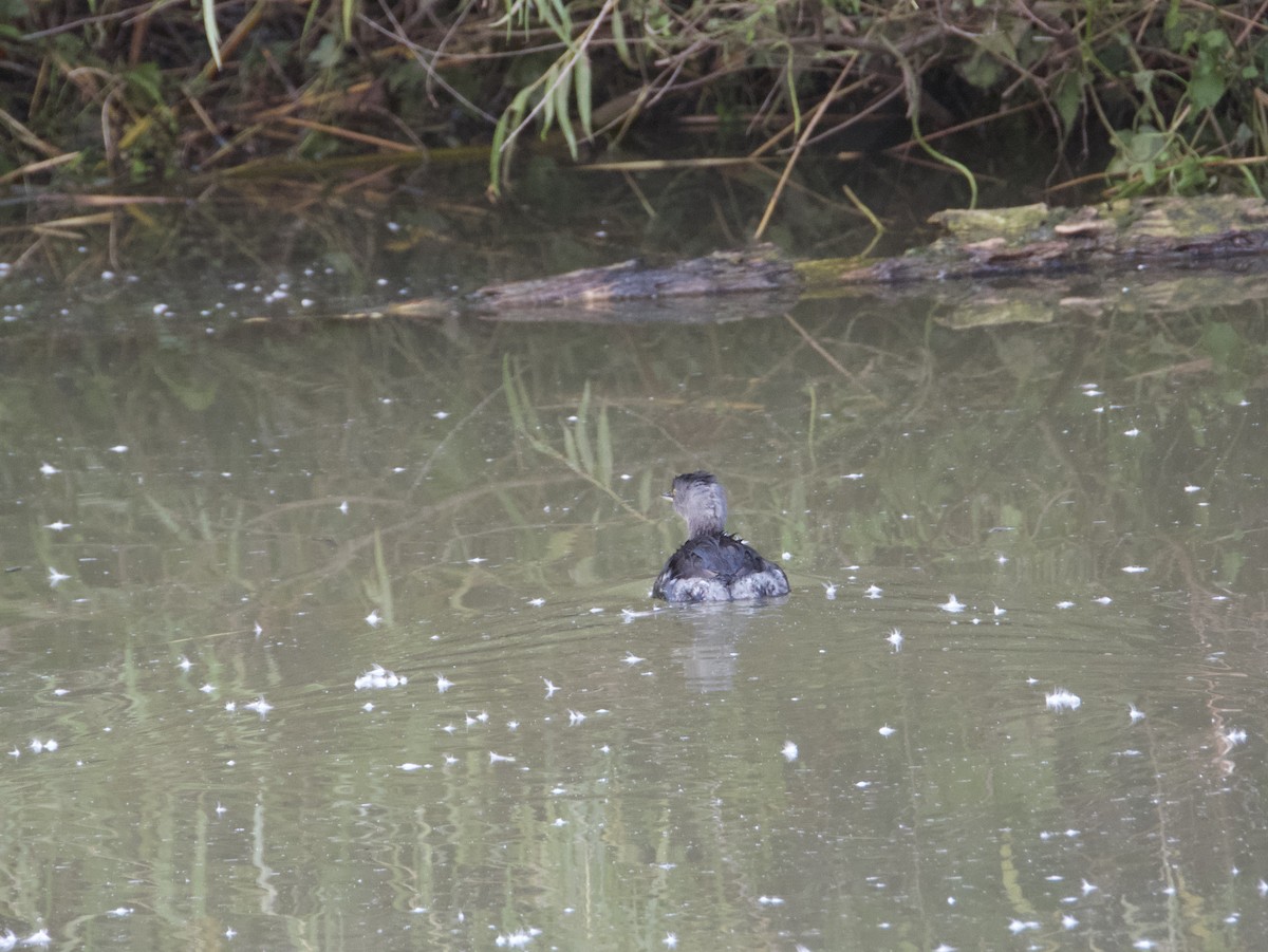 Least Grebe - ML646532098