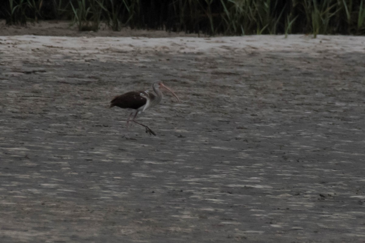 White Ibis - ML646532100