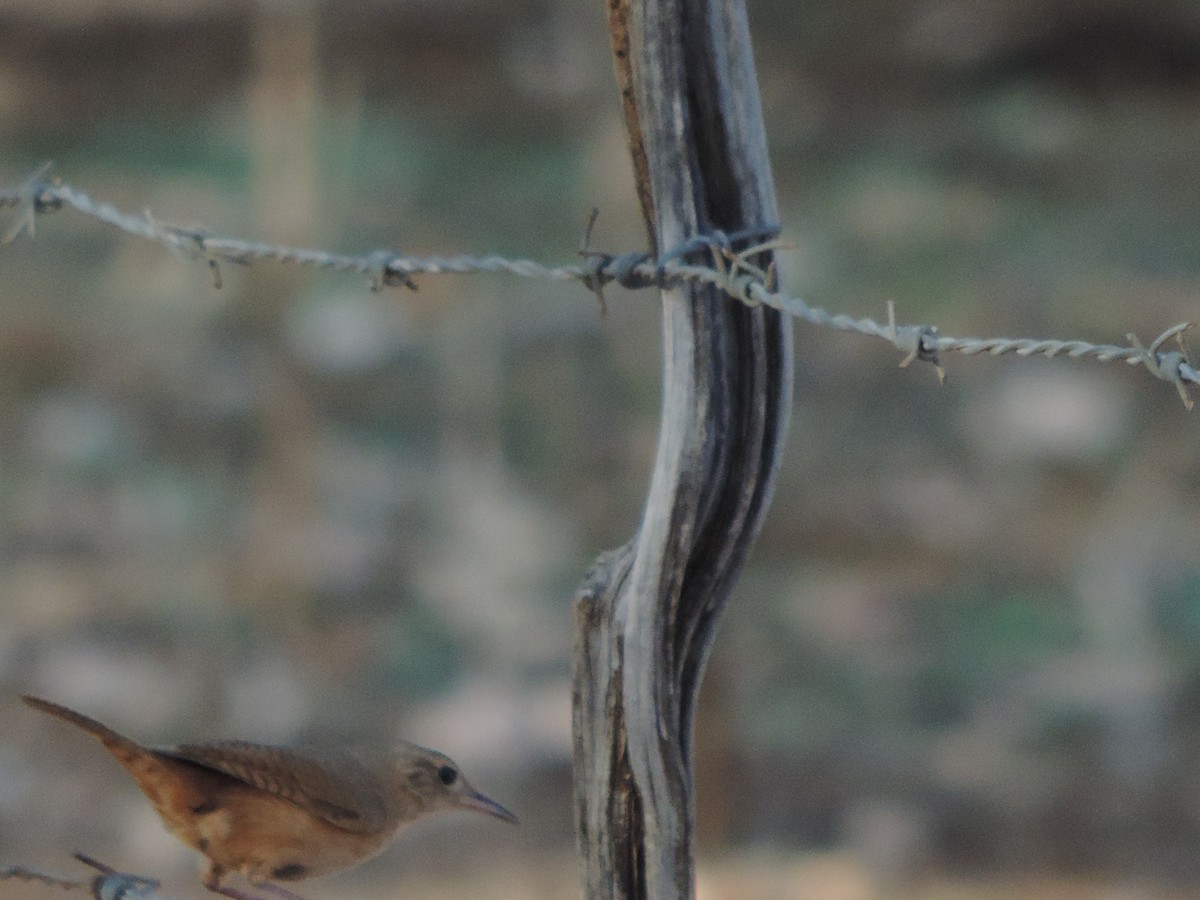 Southern House Wren - ML646532101