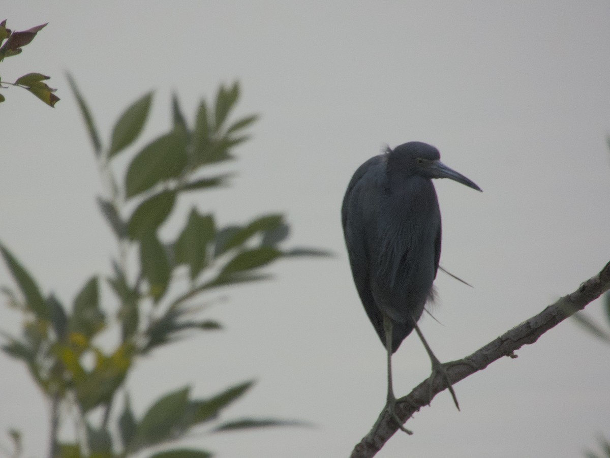 Aigrette bleue - ML646532103